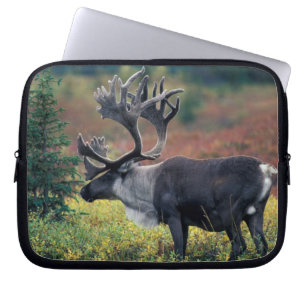 Protection Pour Ordinateur Portable NA, États-Unis, Alaska, Parc national Denali, Cari