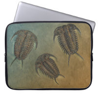 "Paléo-chic" Ceraurus Fossil Trilobite