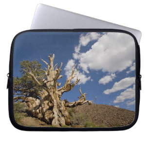Protection Pour Ordinateur Portable Pin Bristlecone dans l'Ancient Bristlecone Forest,