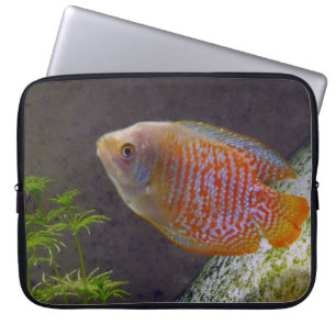 Protection Pour Ordinateur Portable Poisson nain Gourami