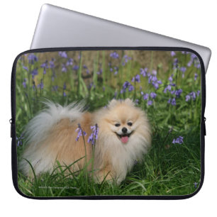 Protection Pour Ordinateur Portable Pomeranian se tenant regardant l'appareil-photo