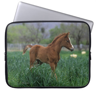 Protection Pour Ordinateur Portable Position arabe de poulain