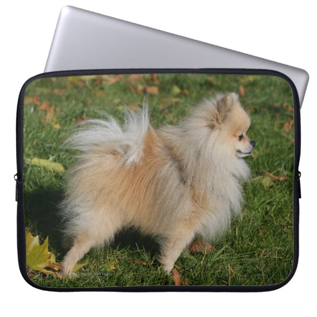 Protection Pour Ordinateur Portable Position de Pomeranian (Devant)