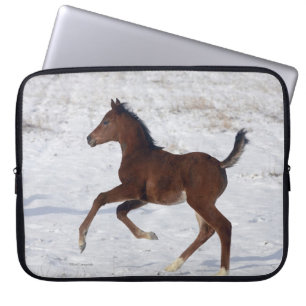 Protection Pour Ordinateur Portable Poulain arabe dans la neige