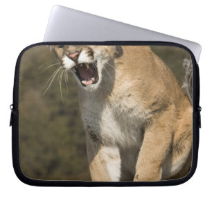 Protection Pour Ordinateur Portable Puma ou lion de montagne, puma concolor, En captiv