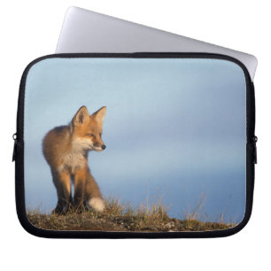 Protection Pour Ordinateur Portable renard roux, Vulpes vulpes