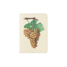 Les raisins "blanc de terret", couleur :