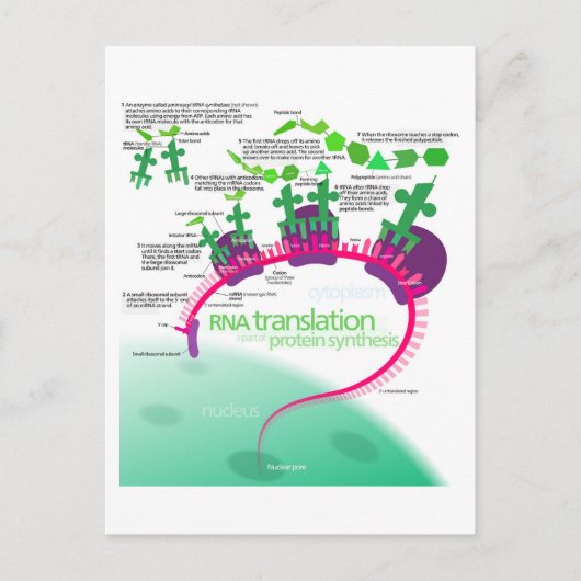 Proteïne Synthese Diagram van RNA vertaling Briefkaart (Voorkant)