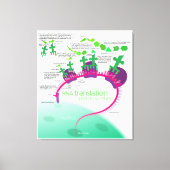 Proteïne Synthese Diagram van RNA vertaling Canvas Afdruk (Voorkant)