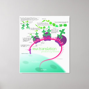 Proteïne Synthese Diagram van RNA vertaling Canvas Afdruk