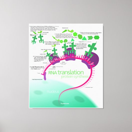 Proteïne Synthese Diagram van RNA vertaling Canvas Afdruk (Voorkant)
