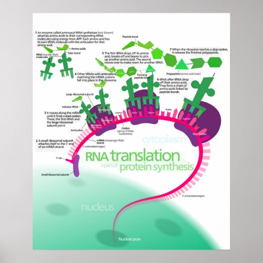Proteïne Synthese Diagram van RNA vertaling Poster (Voorkant)