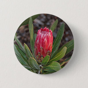 Protheebloem met regendruppels ronde button 5,7 cm