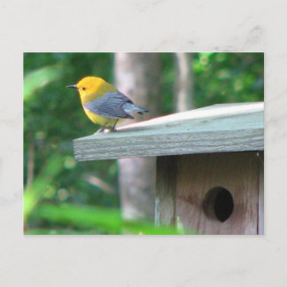 Prothonotary eist het Briefkaart van de Doos