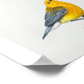 Prothonotary Warbler Art Print (Hoek)