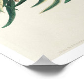 Prothonotary Warbler by Audubon Poster (Hoek)