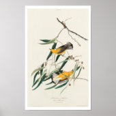 Prothonotary Warbler by Audubon Poster (Voorkant)