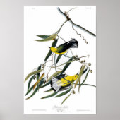 Prothonotary Warbler John James Audubon Birds Poster (Voorkant)