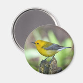 Prothonotary Warbler Magneet (Voorkant / Achterkant)