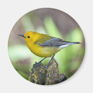Prothonotary Warbler Magneet