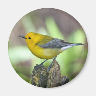 Prothonotary Warbler Magneet