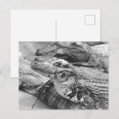 Proud Amazonian Baby Crocodile Briefkaart (Voorkant / Achterkant)