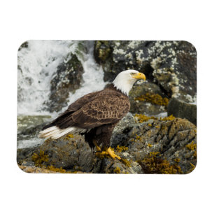 Proud Bald Eagle Magneet