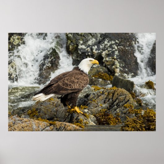 Proud Bald Eagle Poster (Voorkant)