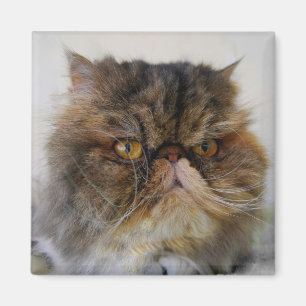 Proud Calico Persian Cat Magnet Magneet