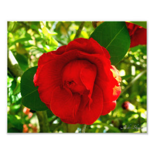 Proud Camelia Foto Afdruk