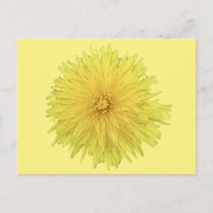 Proud Dandelion Flower - transparant. Briefkaart