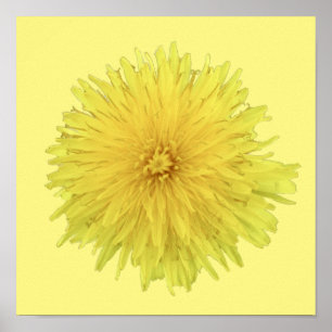 Proud Dandelion Flower - transparant. Poster