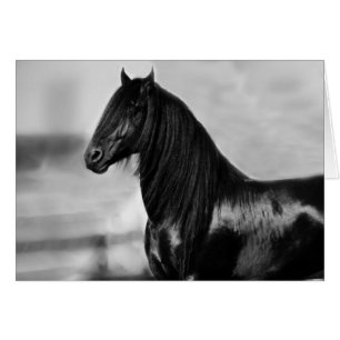 Proud Friesian zwarte hengst