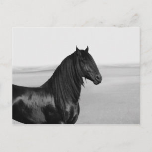 Proud Friesian zwarte hengst Briefkaart