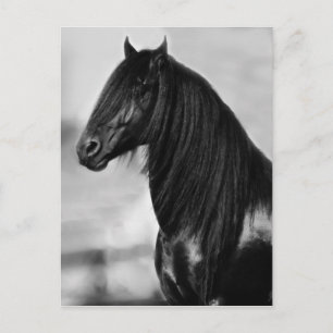 Proud Friesian zwarte hengst Briefkaart