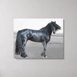 Proud Friesian zwarte hengst Canvas Afdruk