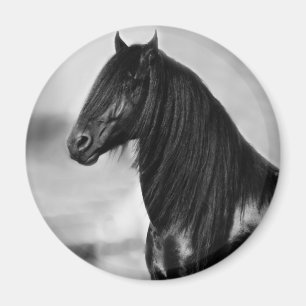 Proud Friesian zwarte hengst Magneet