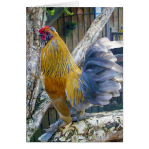 Proud Gray Tail Rooster