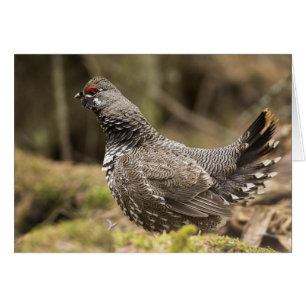 Proud Grouse