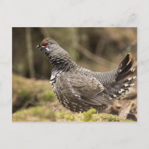 Proud Grouse Briefkaart