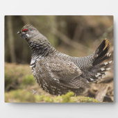 Proud Grouse Fotoplaat (Voorkant)