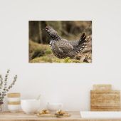 Proud Grouse Poster (Keuken)