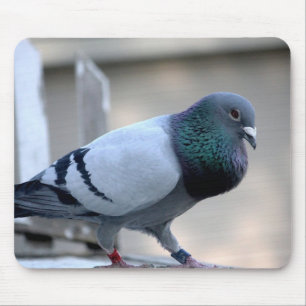 Proud Homing Pigeon Mousepad Muismat
