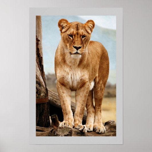 Proud Lioness Poster (Voorkant)