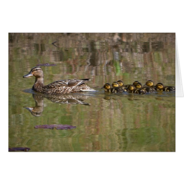 Proud Mama Mallard (Voorkant Horizontaal)