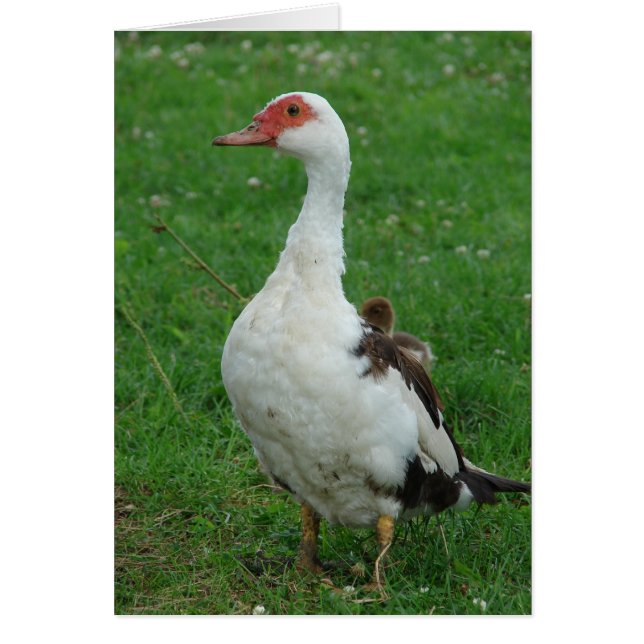 Proud Momma (Voorkant)