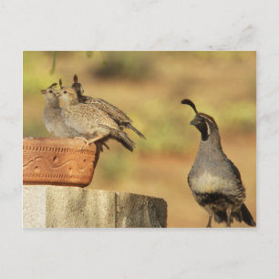 Proud Papa Quail Briefkaart