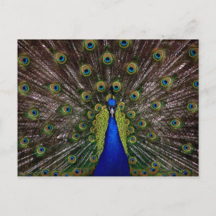 Proud Peacock briefkaart