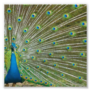 Proud Peacock Feathers Foto Afdruk
