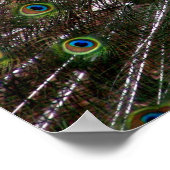 Proud Peacock poster (Hoek)